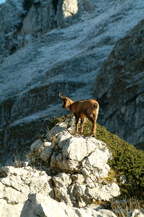 Camoscio d''Abruzzo Rupicapra pyrenaica ornata